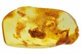 Huge Fossil Cicada (Auchenorrhyncha) In Baltic Amber #234508-1